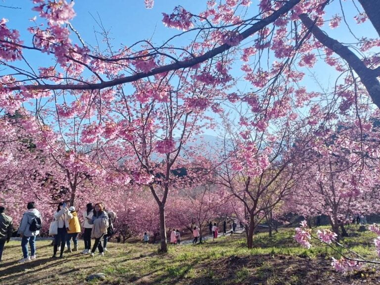 ▲參山國家風景區管理處補助業者今年再新增6條路線，將有助於國外自由行遊客到中彰苗地區旅遊，提升中部觀光能量。（參山處提供）